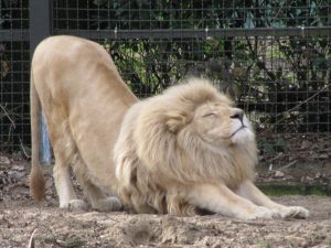 lion stretch